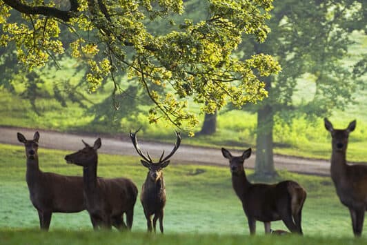 3 The Deer Park at Fountains Abbey Studley Royal credit National Trust mid res