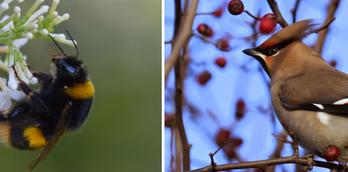 GARDENING FOR WILDLIFE