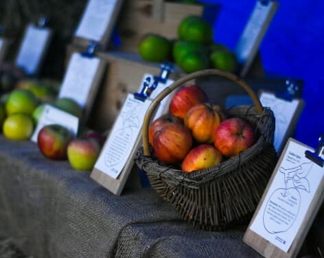 Beningbrough apple display compressed c NT Sue Jordan crop