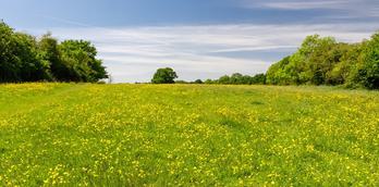 Knaresborough Round Walking Route