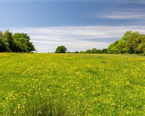 Knaresborough Round Walking Route