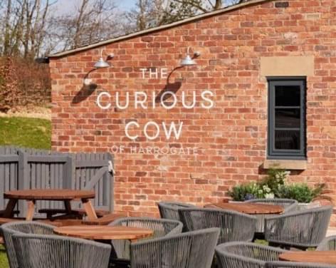 The Curious Cow of Harrogate