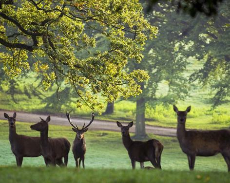 Fountains Abbey & Studley Royal Water Garden