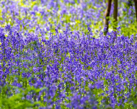 Fishpond wood