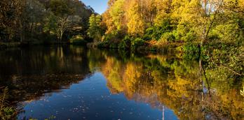 Fishpond wood