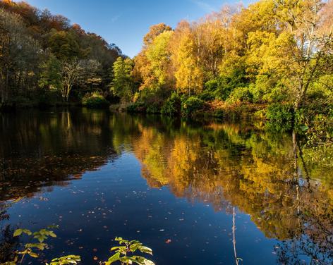 Fishpond wood