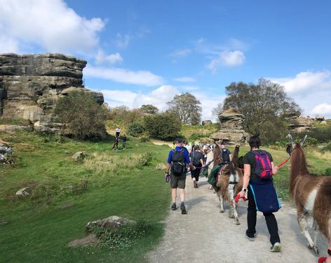 Nidderdale Llamas