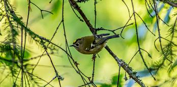 Five Harrogate Walks for Nature