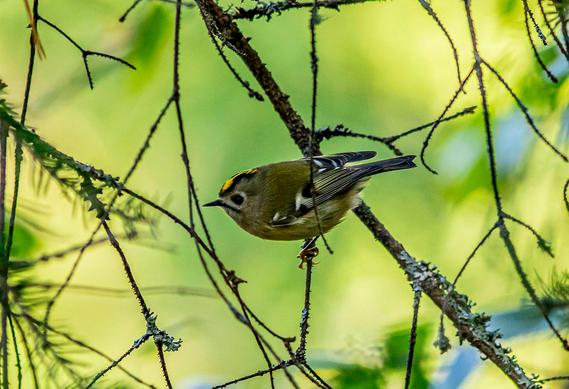 Five Harrogate Walks for Nature