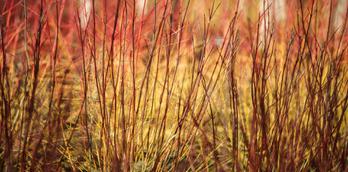 See How our Gardens Grow - Winter