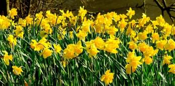 Springtime colours in the Harrogate and beyond