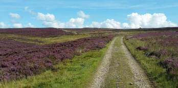 Find some heavenly heather this August