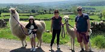 Nidderdale Llamas