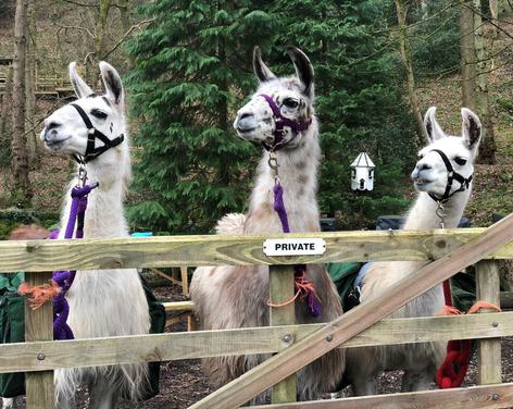 Nidderdale Llamas