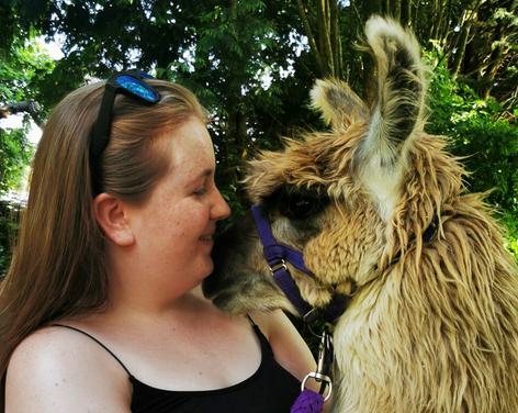 Nidderdale Llamas