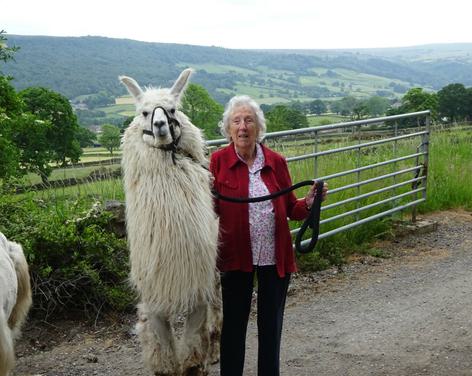 Nidderdale Llamas