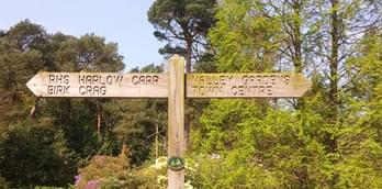 Walk from Valley Gardens to Harlow Carr