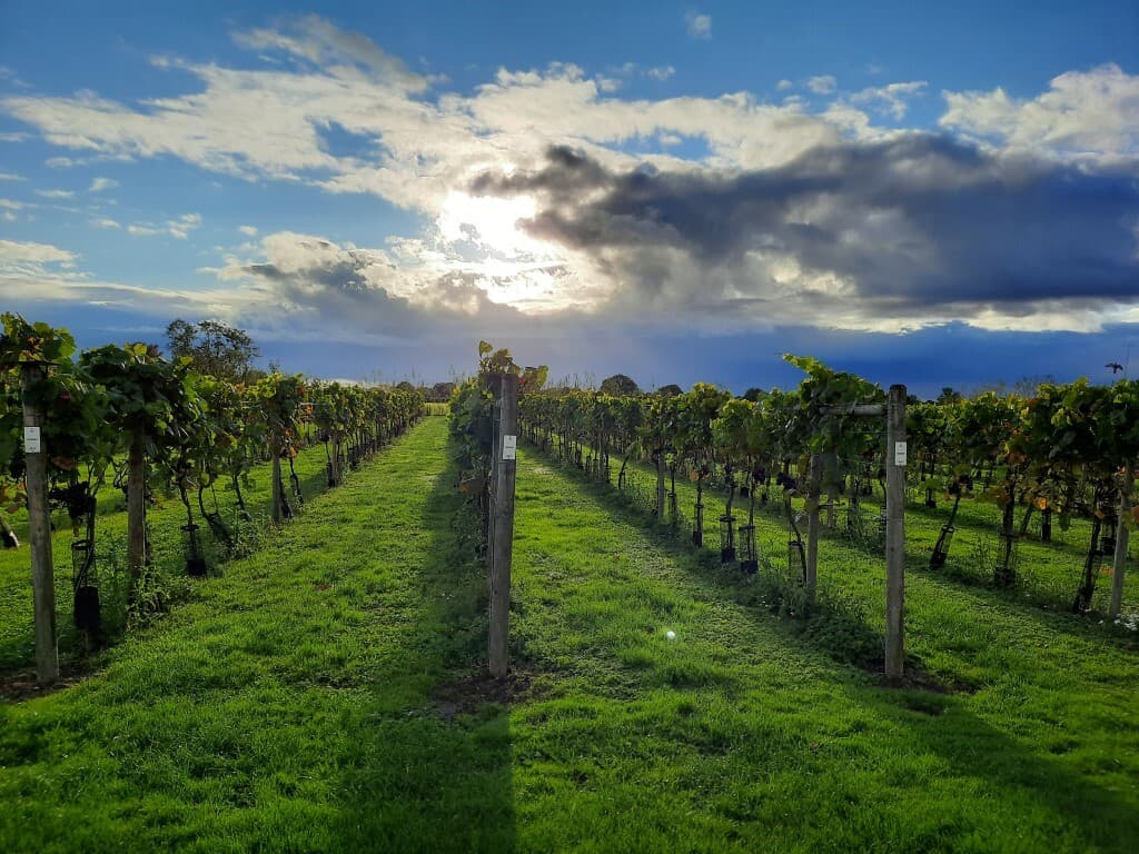 Vineyard 2021 Medium