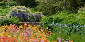 RHS Garden Harlow Carr bursts out of lockdown