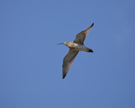 Curlew Trail