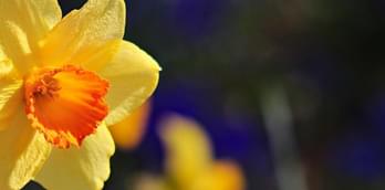 Daffodil displays - a celebration of Wordsworth