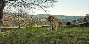 Your dog friendly day in Nidderdale