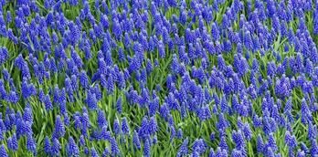 5 places to see Spring flowers in the Harrogate district