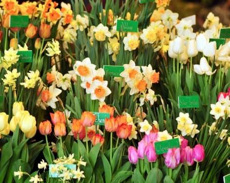 Harrogate Spring Flower Show