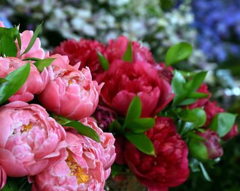 Harrogate Spring Flower Show