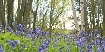 Guided walk at Nidd Gorge