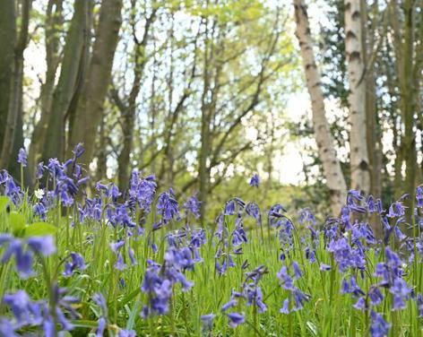 Guided walk at Nidd Gorge