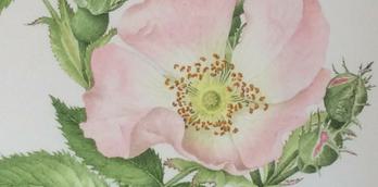 Botanical Illustrations Workshop