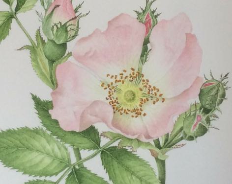 Botanical Illustrations Workshop