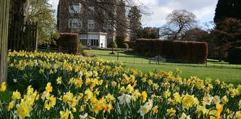 Goldsborough Hall welcomes spring with daffodils: gardens open for charity