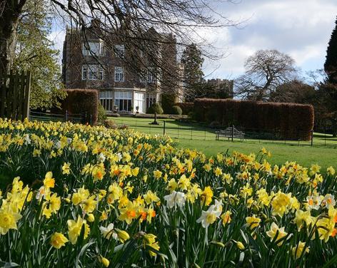 Goldsborough Hall welcomes spring with daffodils: gardens open for charity