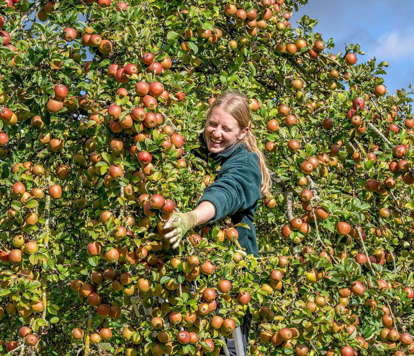 Emma Bird one of the gardeners at Newby Hall harvesting some of the 50 varieties grown in the orchards