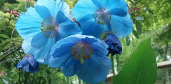 Meconopsis Blue Poppy Exploration