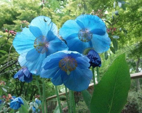 Meconopsis Blue Poppy Exploration