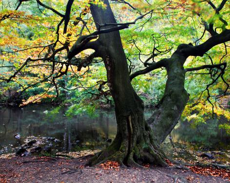 Guided Walk at Nidd Gorge