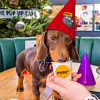 Pup Up Christmas Café with...