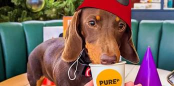 Pup Up Christmas Café with Pure Pet Food