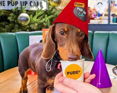 Pup Up Christmas Café with Pure Pet Food