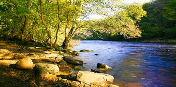 Summer walk at Hackfall, nr Grewelthorpe, North Yorkshire.