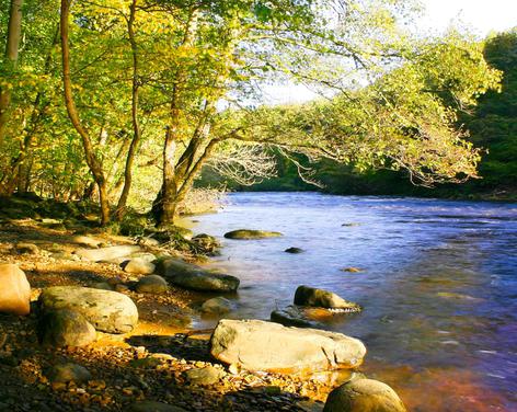 Summer walk at Hackfall, nr Grewelthorpe, North Yorkshire.