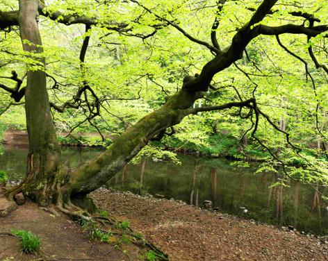 Guided Walk at Nidd Gorge