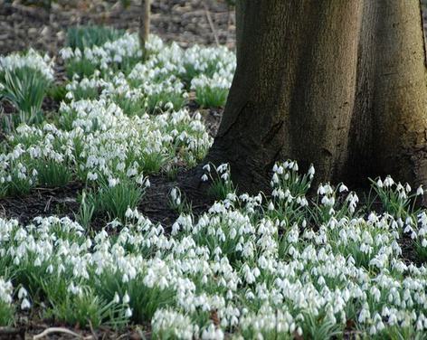 Snowdrop Sunday