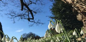 Snowdrop Sunday