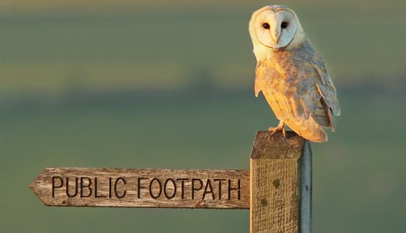 AONB Barn owl