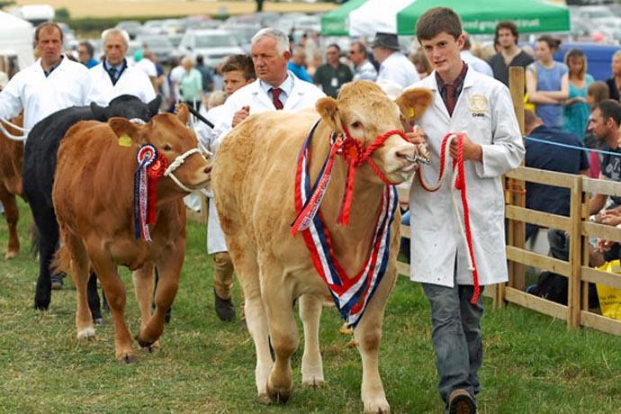 Aldborough Show Cattle winners