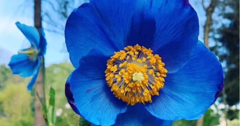Blue Poppy2